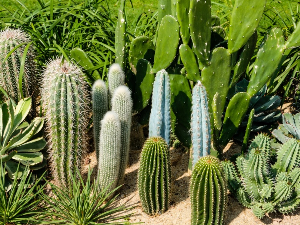 Hnojiva na kaktusy a